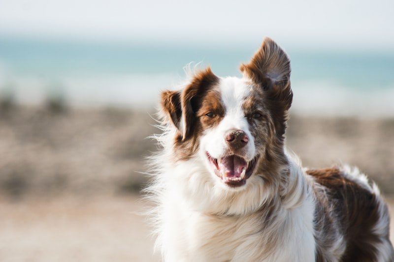 How Often Should You Groom Your Dog? A Breed-by-Breed Guide