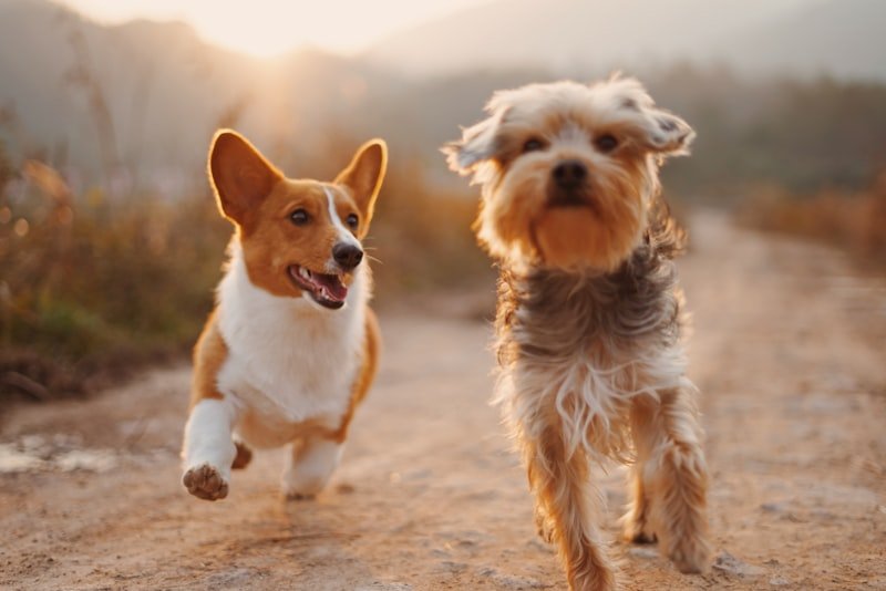 5 Signs Your Dog Needs a Professional Grooming Session