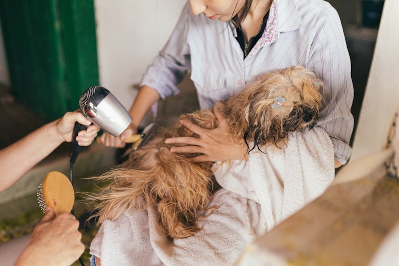Home Grooming vs Professional Grooming: What's Best for Your Dog?