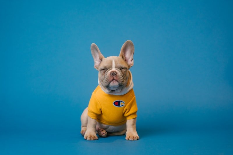 Tick & Flea Prevention: Why Regular Grooming Matters