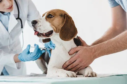 1st Pet Vaccination After 45 Days