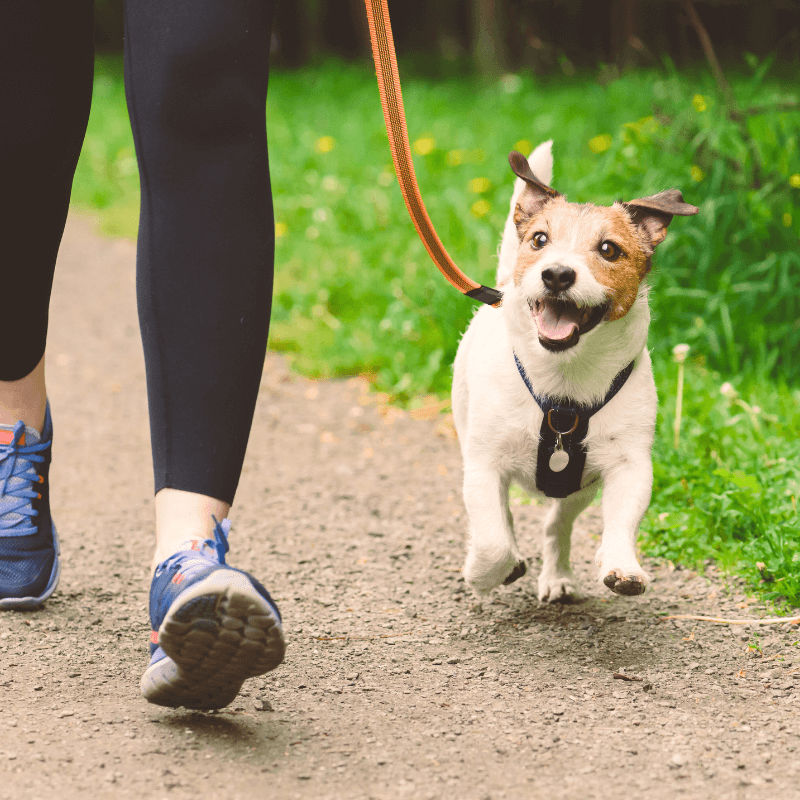 Pet Walking One time