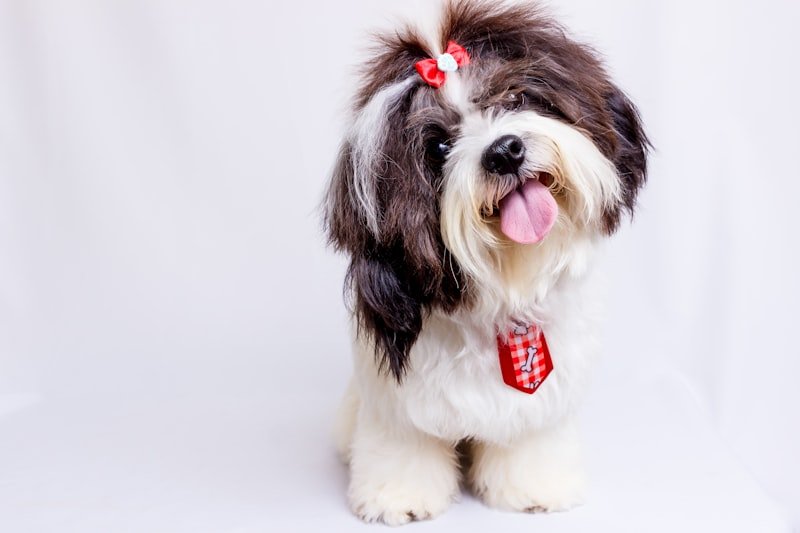 Bath + Haircut + Grooming